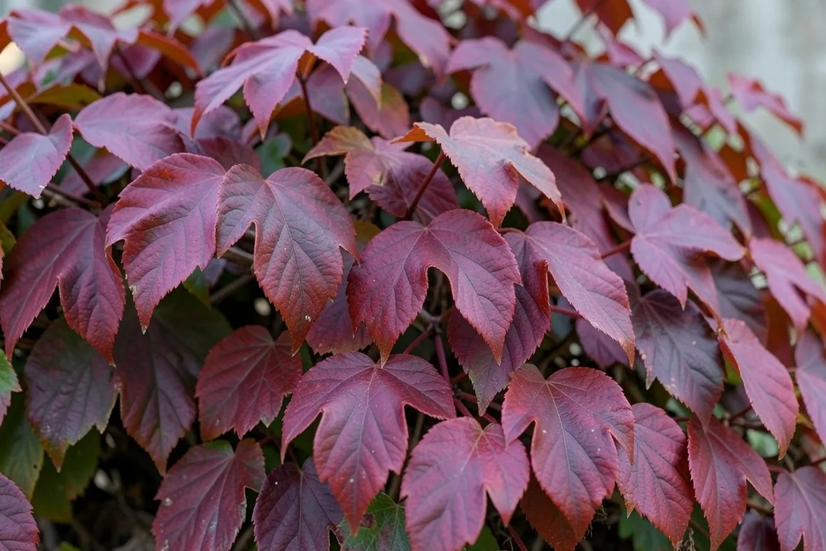 PArtenocissus in autunno