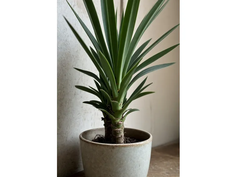 yucca