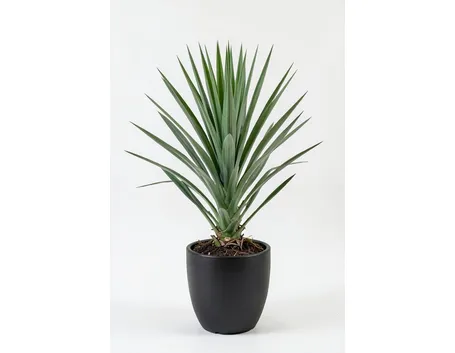 yucca