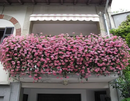 Fioritura gerani