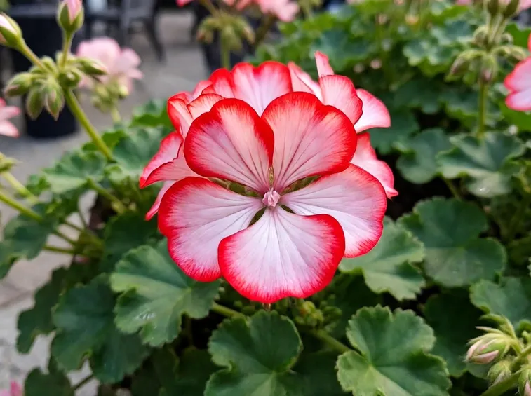coltivazione gerani
