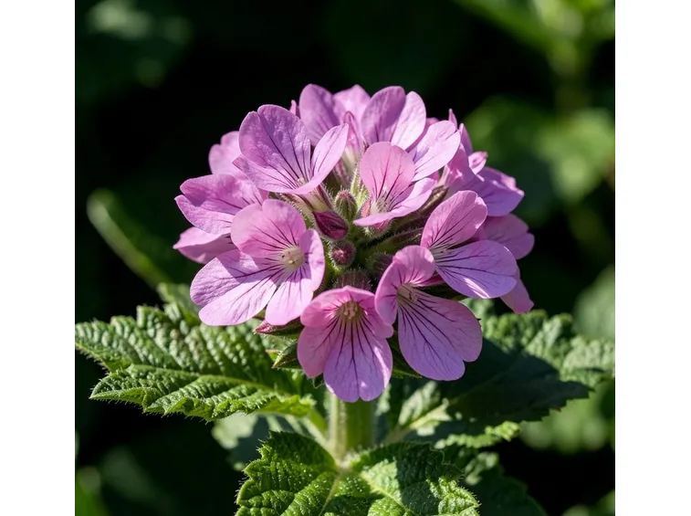 fiore gerani odorosi