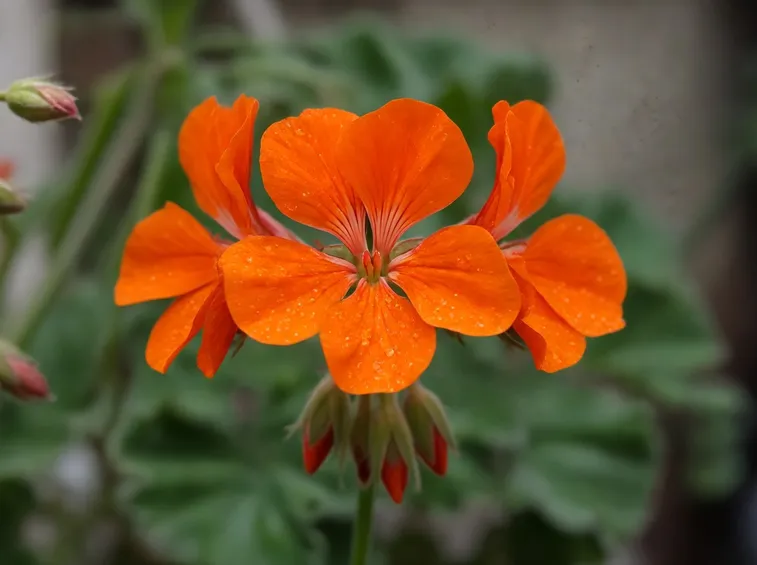 geranio pelargonium