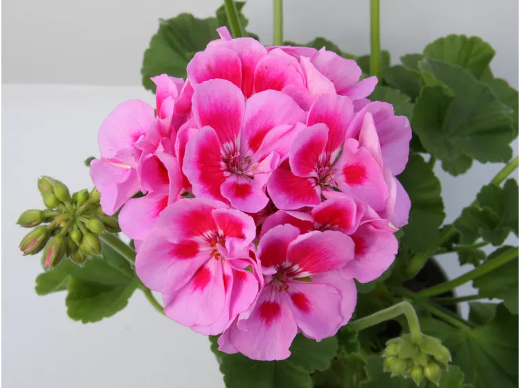 Geranio zonale rosa