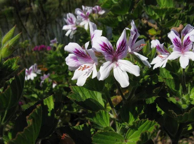 pelargonium cucullatum