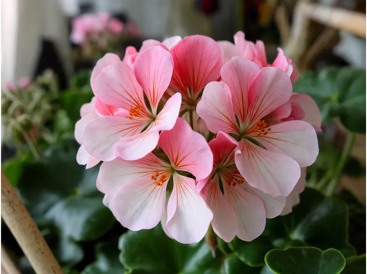 fiore di geranio