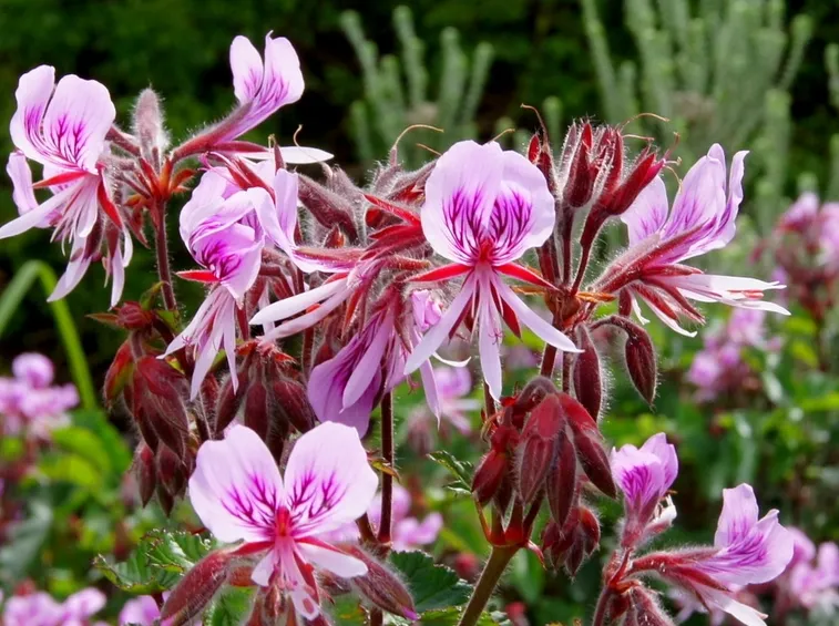 pelargonium cordifolium