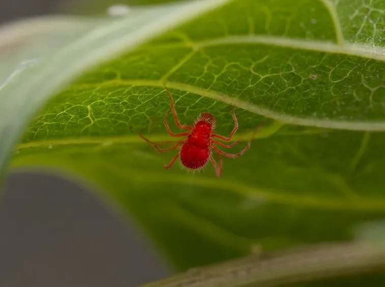 ragnetto rosso
