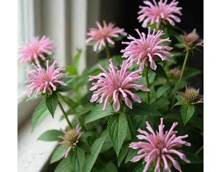 fiori