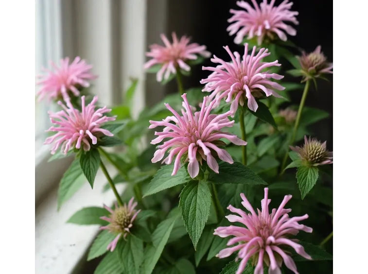 fiori