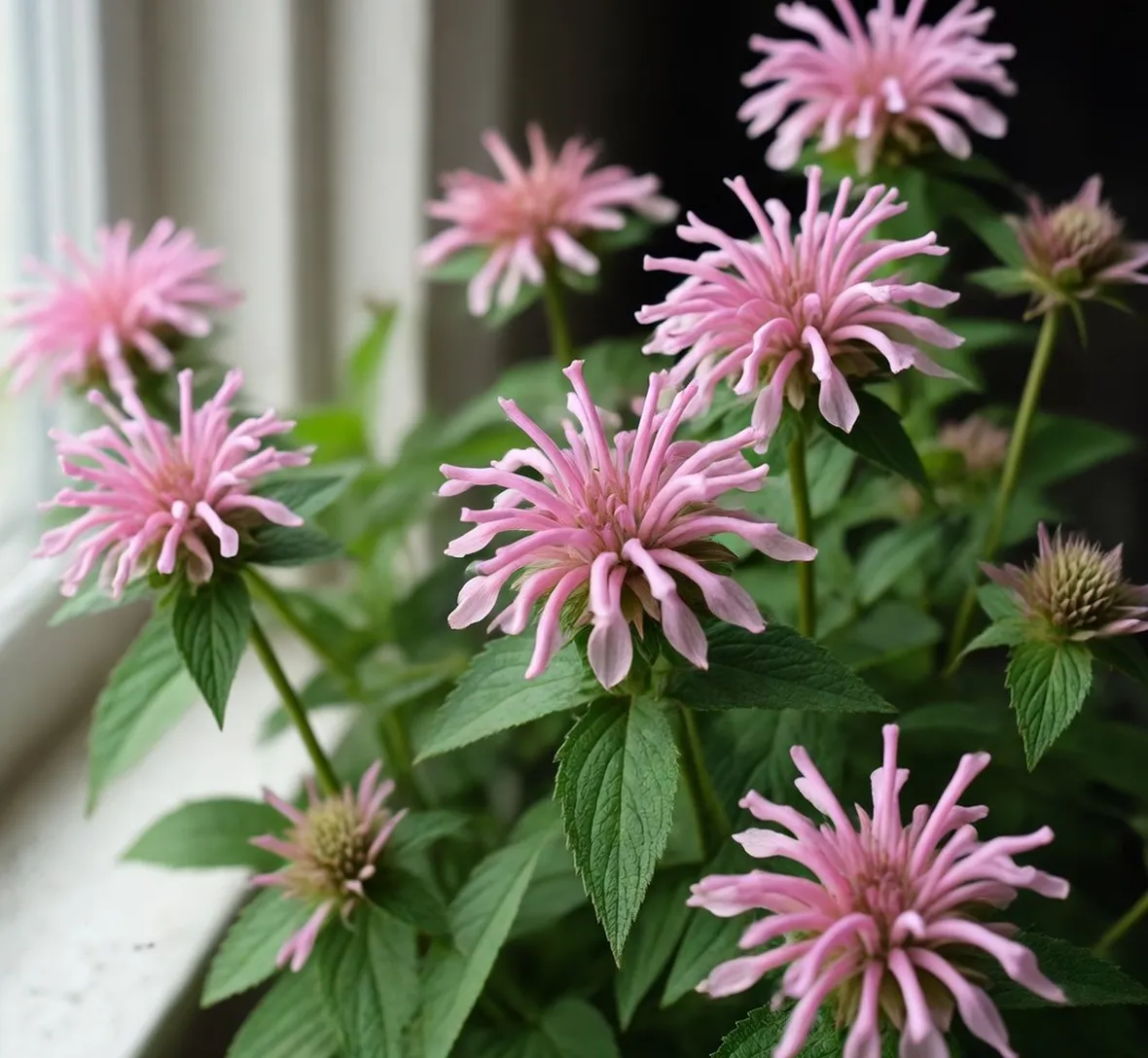 fiori