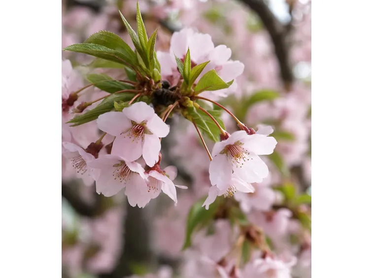 fiori