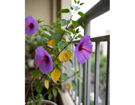 hibiscus