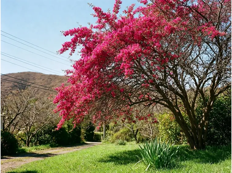 pianta fiorita in giardino