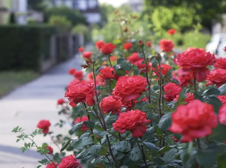 piantare rose