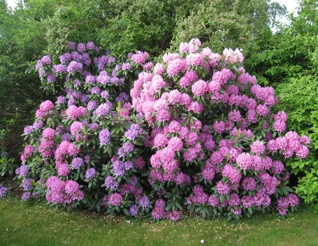 rododendri fioriti