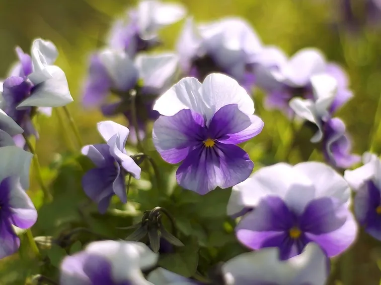 viole in giardino