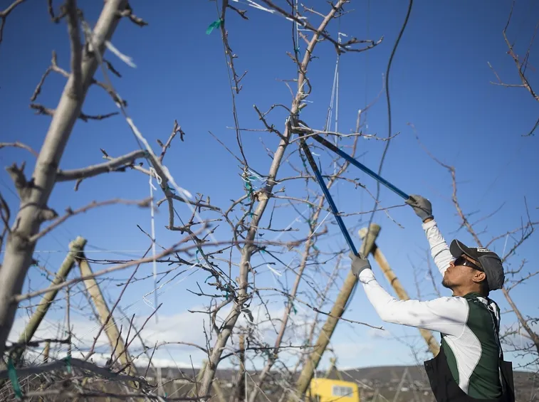 lavori nel frutteto