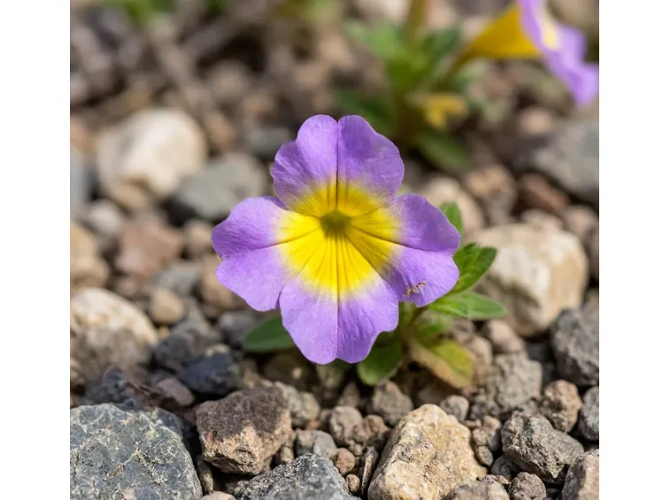 mimulus variegatus