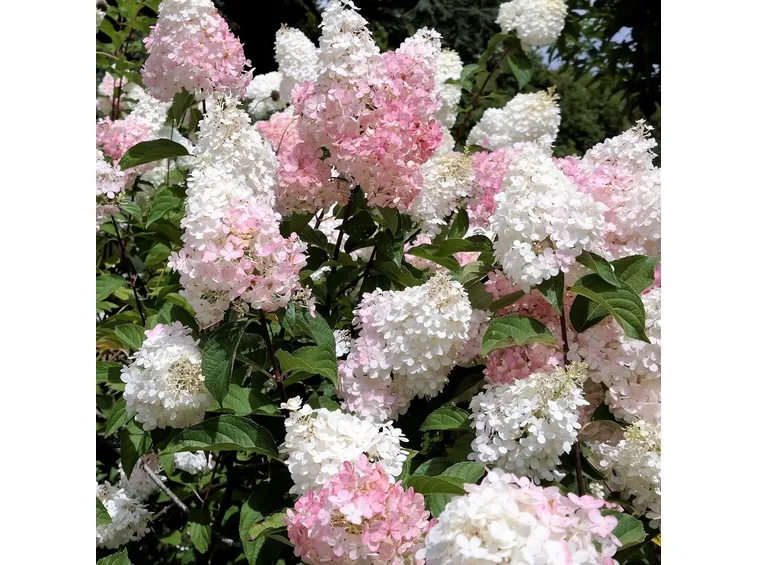 Hydrangea Paniculata Vanille Fraise