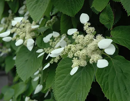 Schizophragma Hydrangeoides