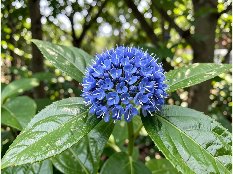 Dichroa Versicolor