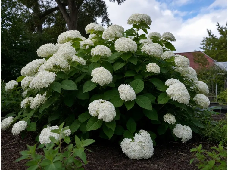 hydrangea arborescens