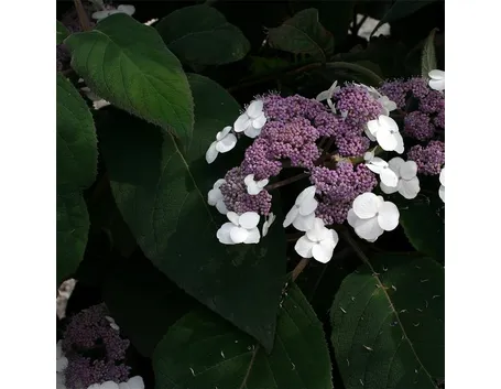 Macrophylla