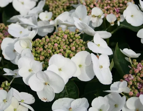 Merveille Sanguine