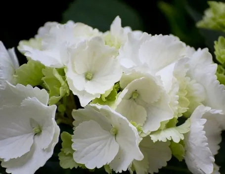 Ortensia bianca