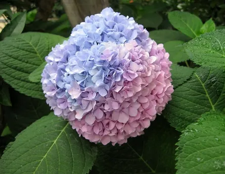Ortensia