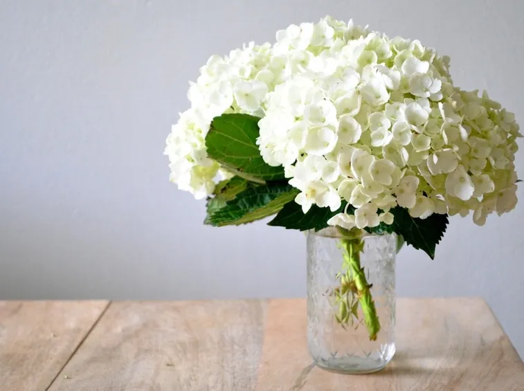 Fiori di ortensia in vaso