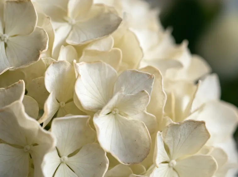 ortensia fiori bianchi