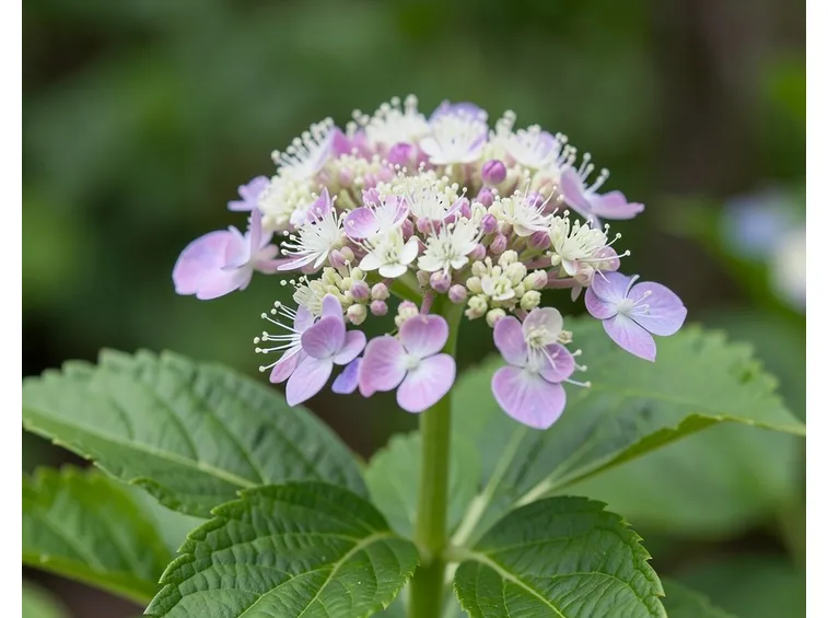 Chinensis