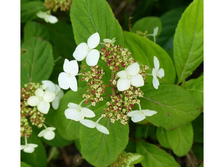 ortensia midori