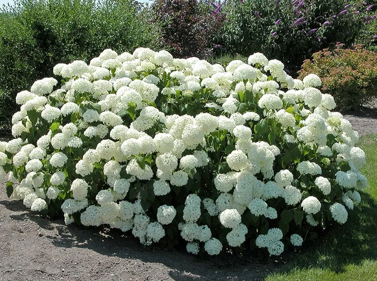 ortensia bianca