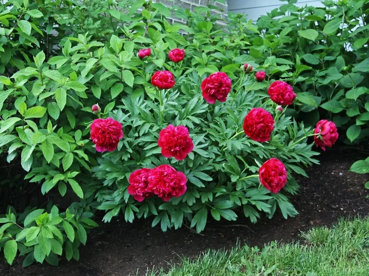 Peonie dal fiore rosso.