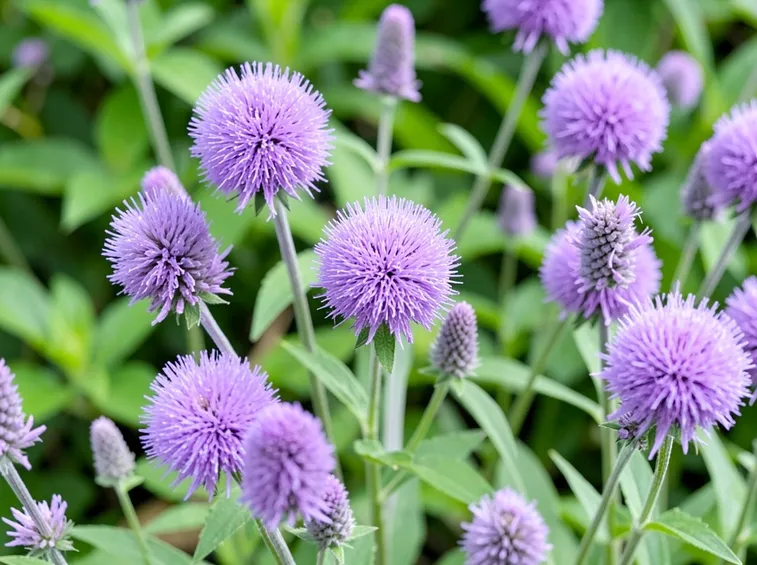 Pianta perenne fiorita