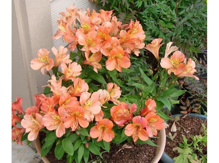 Alstroemeria