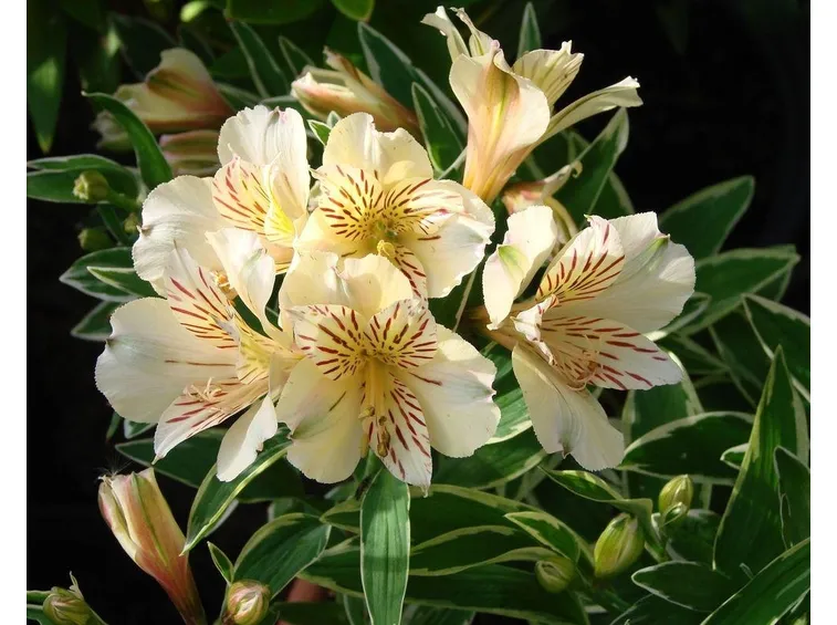L'Alstroemeria nel contenitore