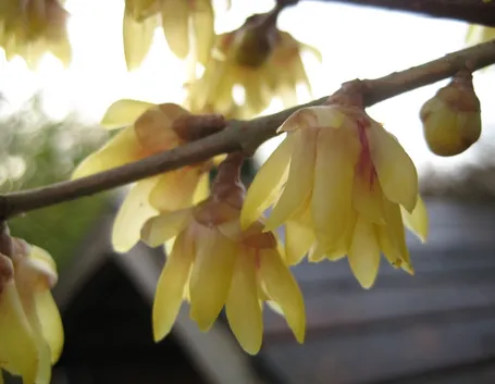 Fiori del Calicanto