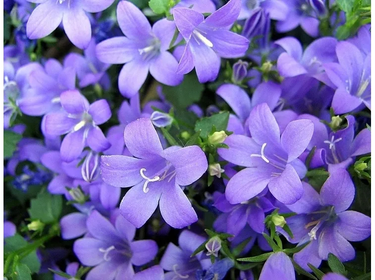 Fiori campanula