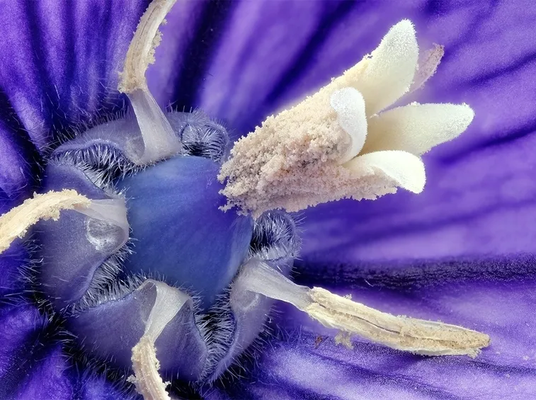 Pianta perenne