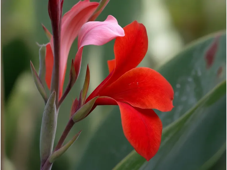 canna d'India