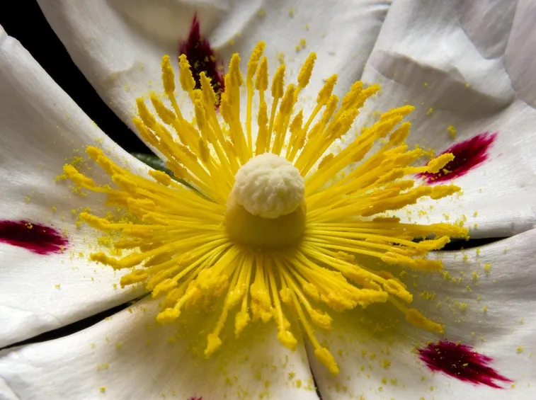 Cistus albidus