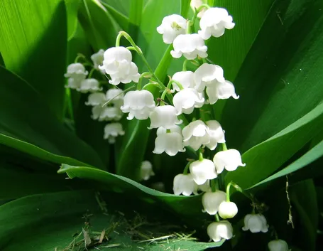 Fiori convallaria majalis