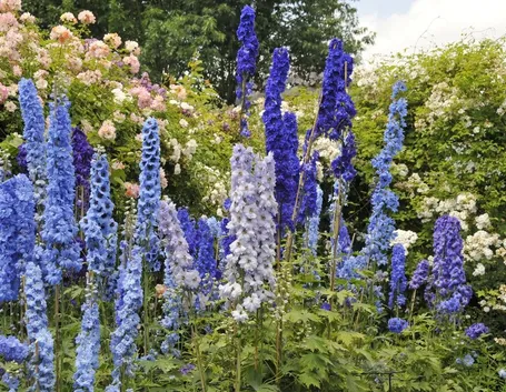 Delphinium fiori