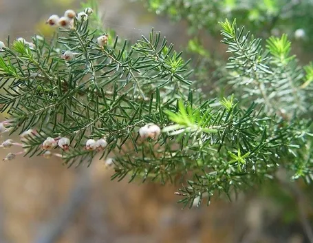 Un esempio di erica arborea