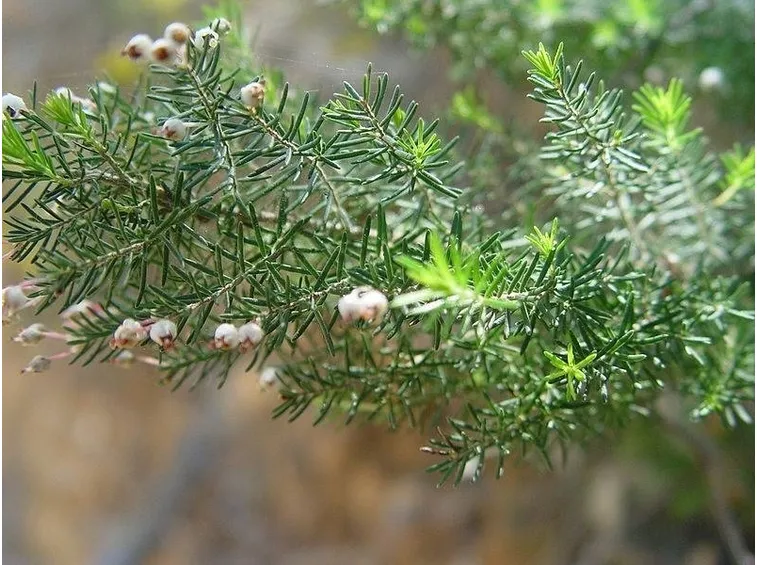 Un esempio di erica arborea