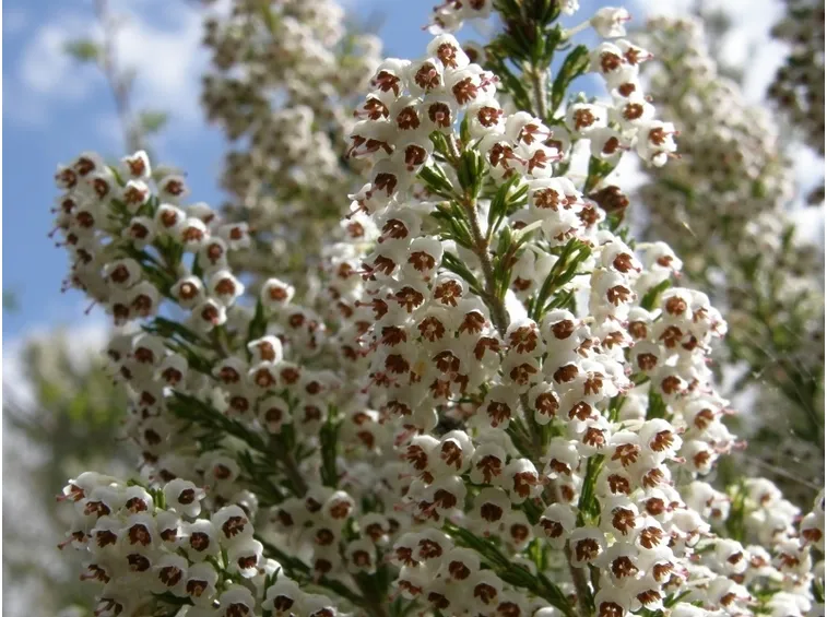 Fiori di erica arborea